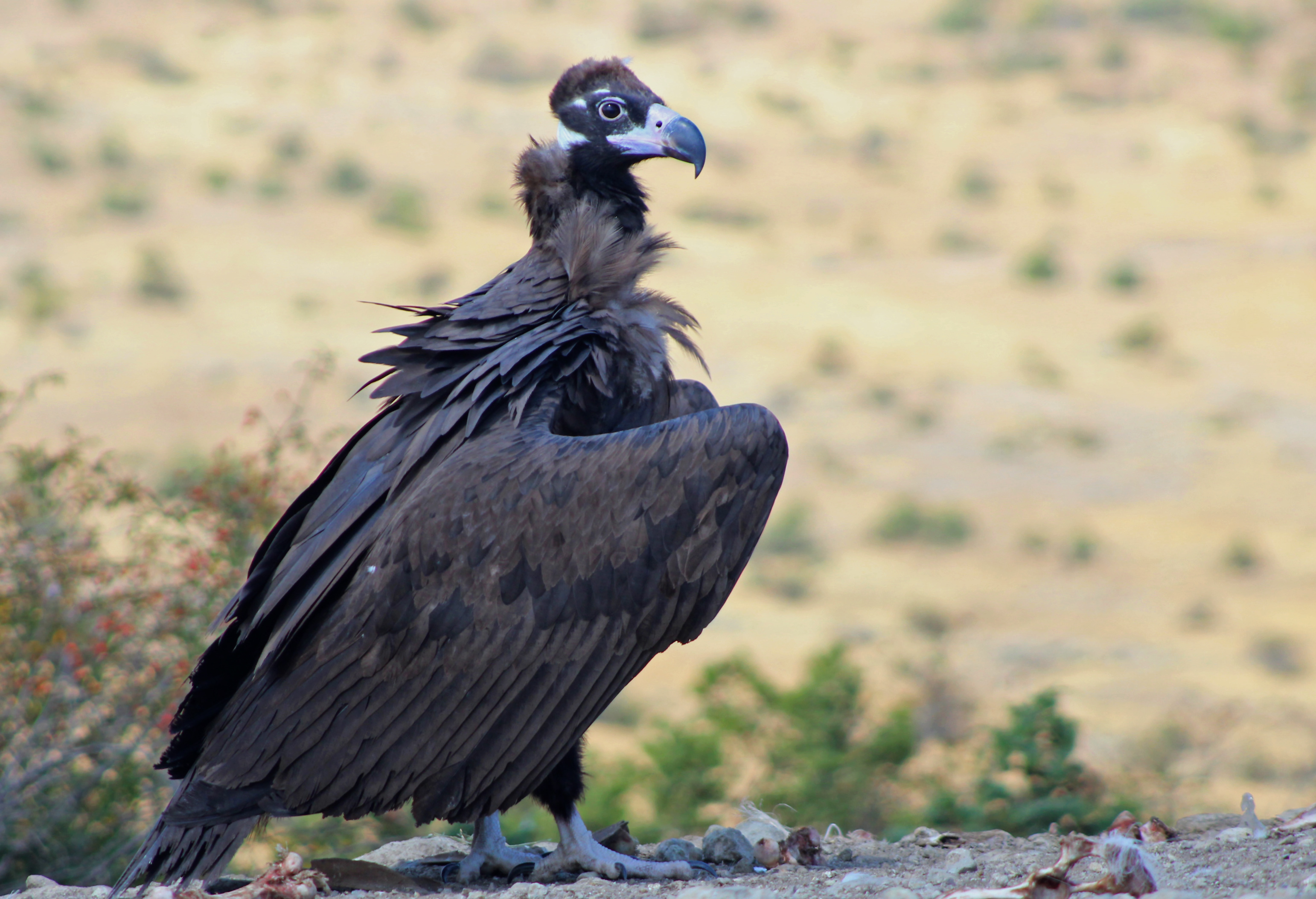 Cinereous Vulture